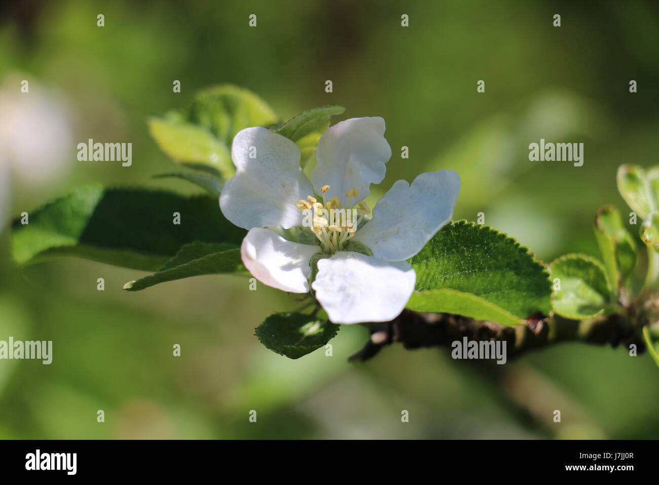 Singola bianco scoperta Apple Blossom fiore su uno sfondo verde,che fiorisce in primavera il sole in un giardino inglese, Shropshire, Inghilterra. Foto Stock