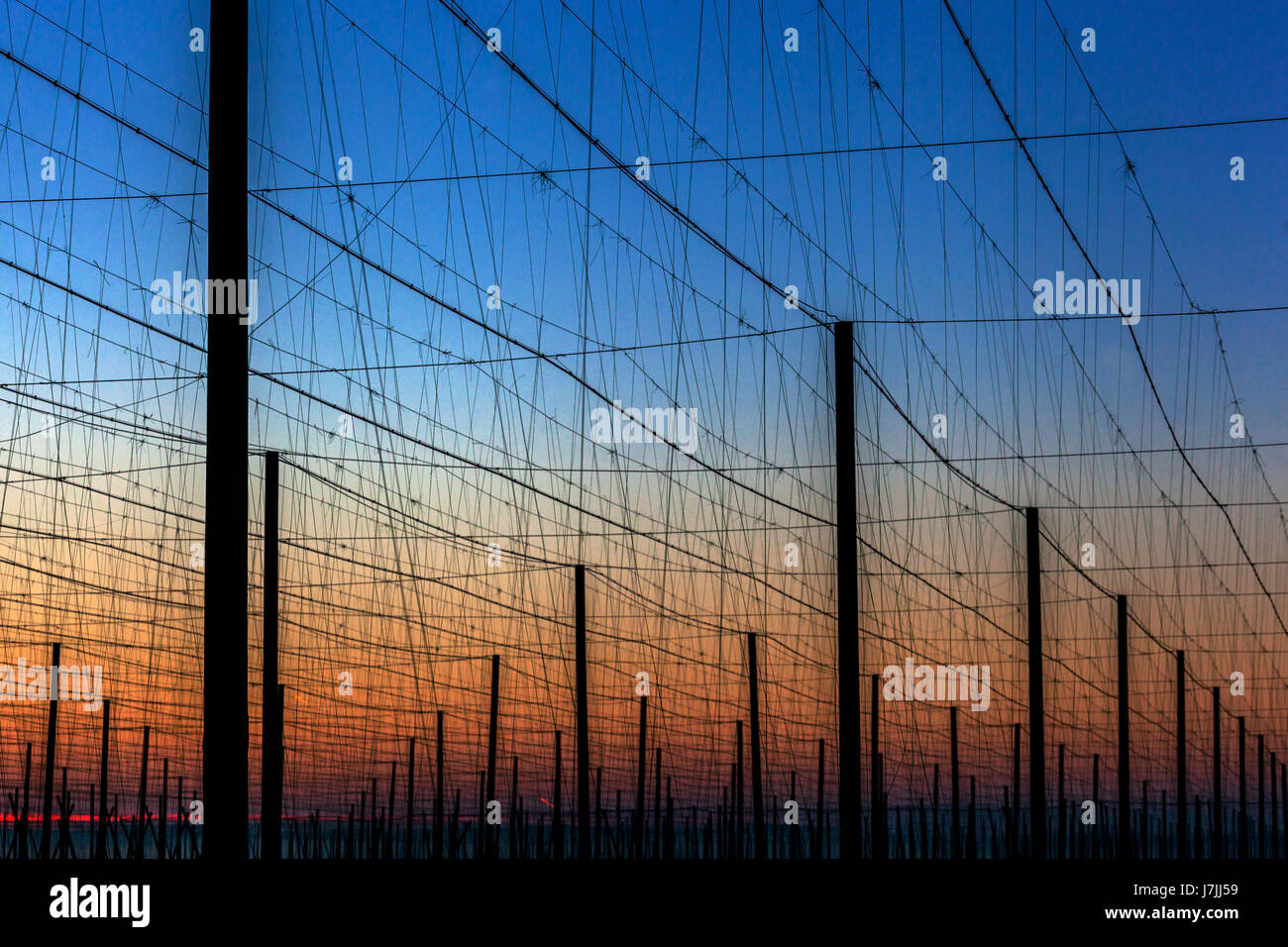 Mattina all'alba, Hop poli di campo, Zatec hop regione, Boemia settentrionale, Repubblica Ceca, Europa Foto Stock