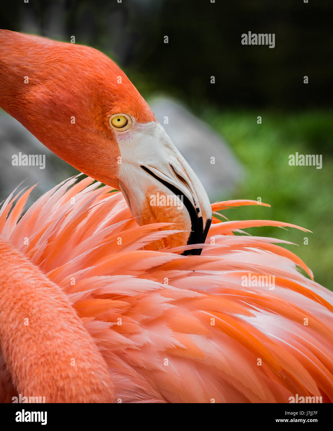 Flamingo preens piume Foto Stock