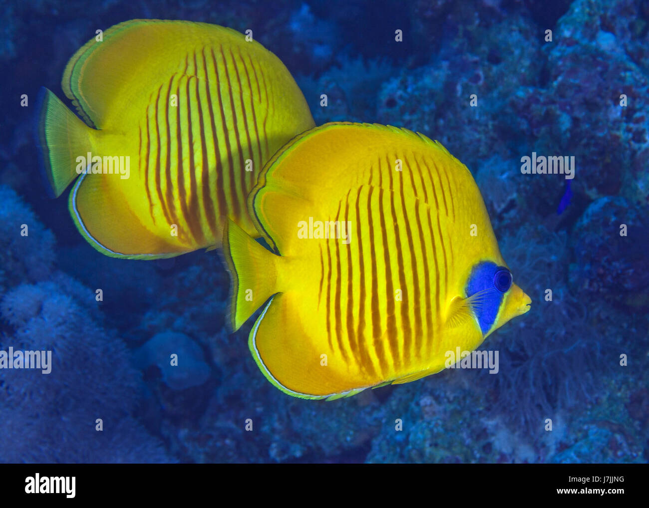 Chiudere l'immagine delle due bluecheek butterflyfish (Chaetodon semilarvatus) con acqua blu sullo sfondo. Mar Rosso, vicino a Port Ghalib, Egitto. Foto Stock
