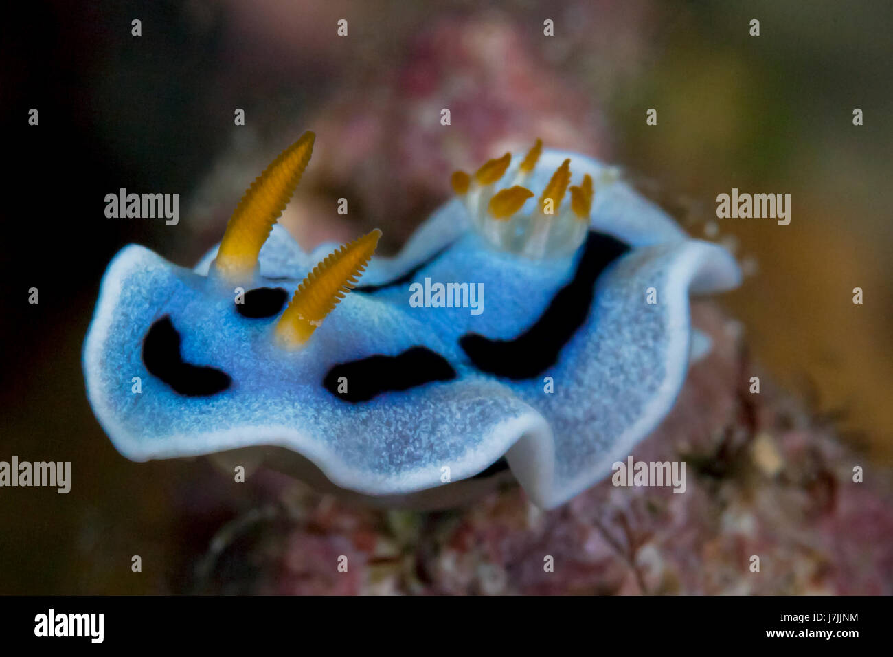 Chiudere l immagine di nudibranch, Chromodoris lochi Foto Stock