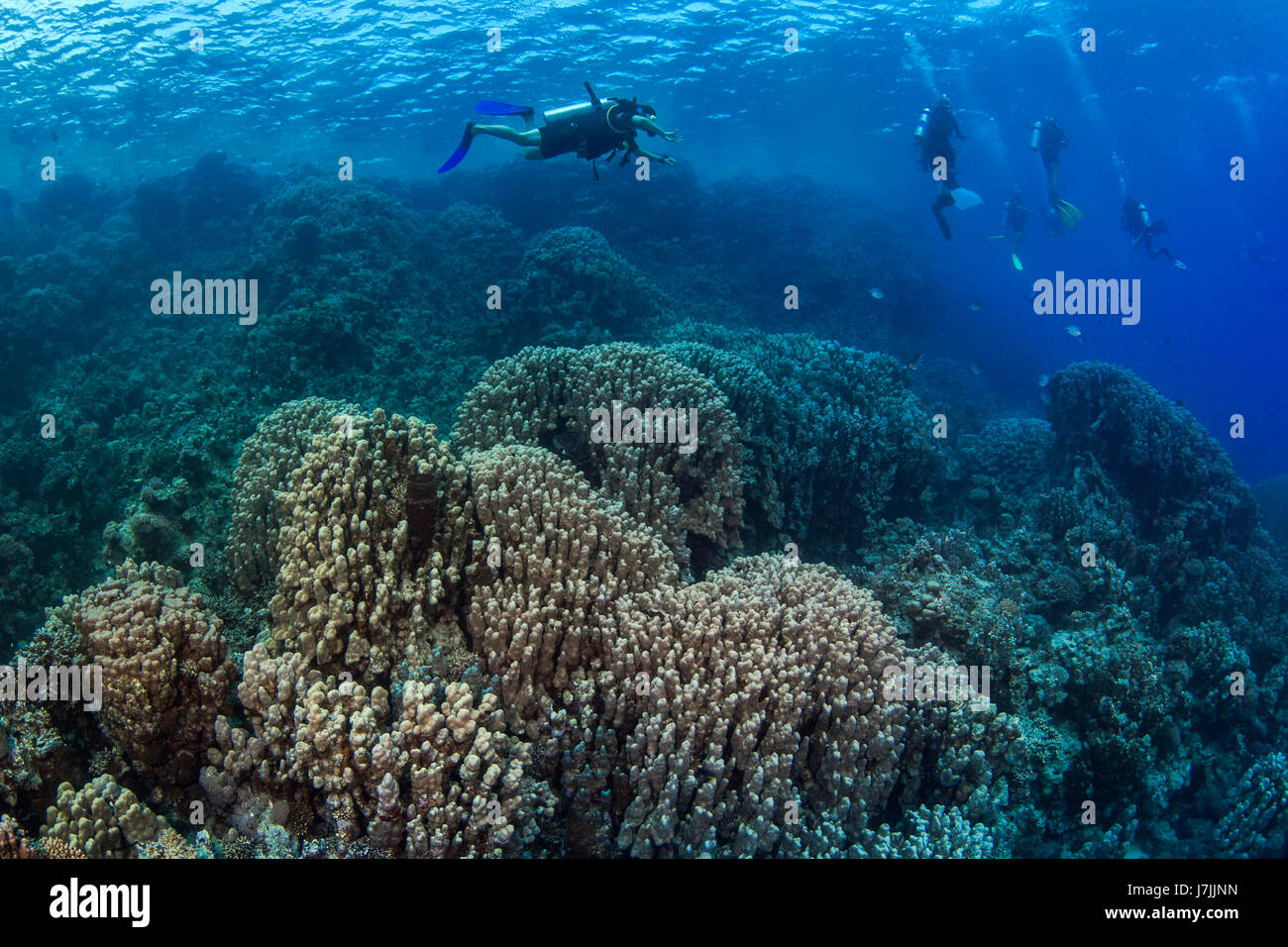 Subacquei esplorare hard Coral reef del Mar Rosso al largo delle coste di Egitto. Foto Stock