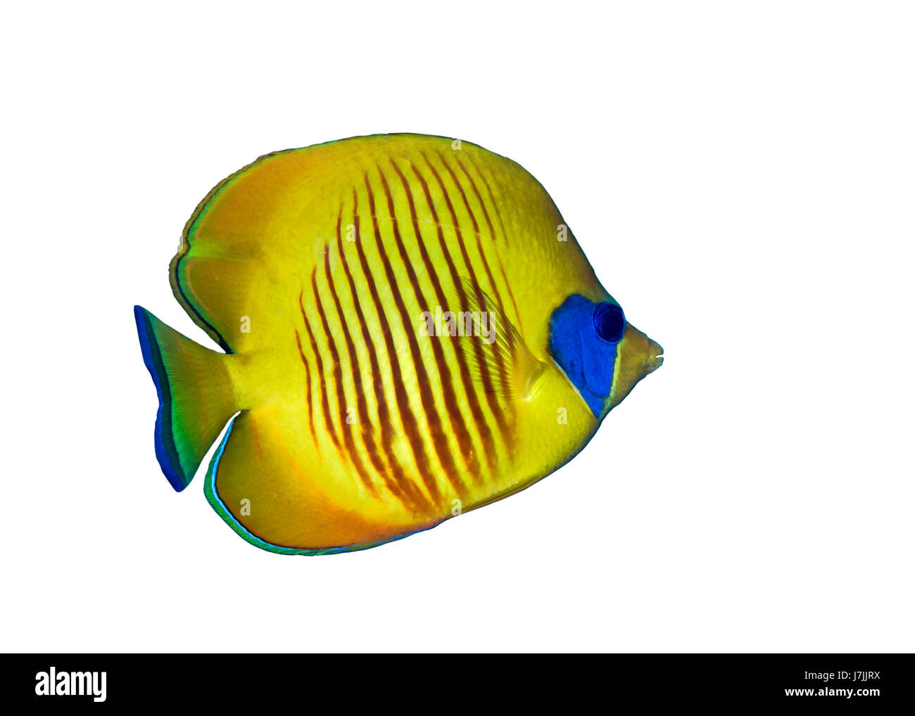 Dettaglio immagine di un Bluecheek butterflyfish su sfondo bianco. Mar Rosso, Egitto. Foto Stock