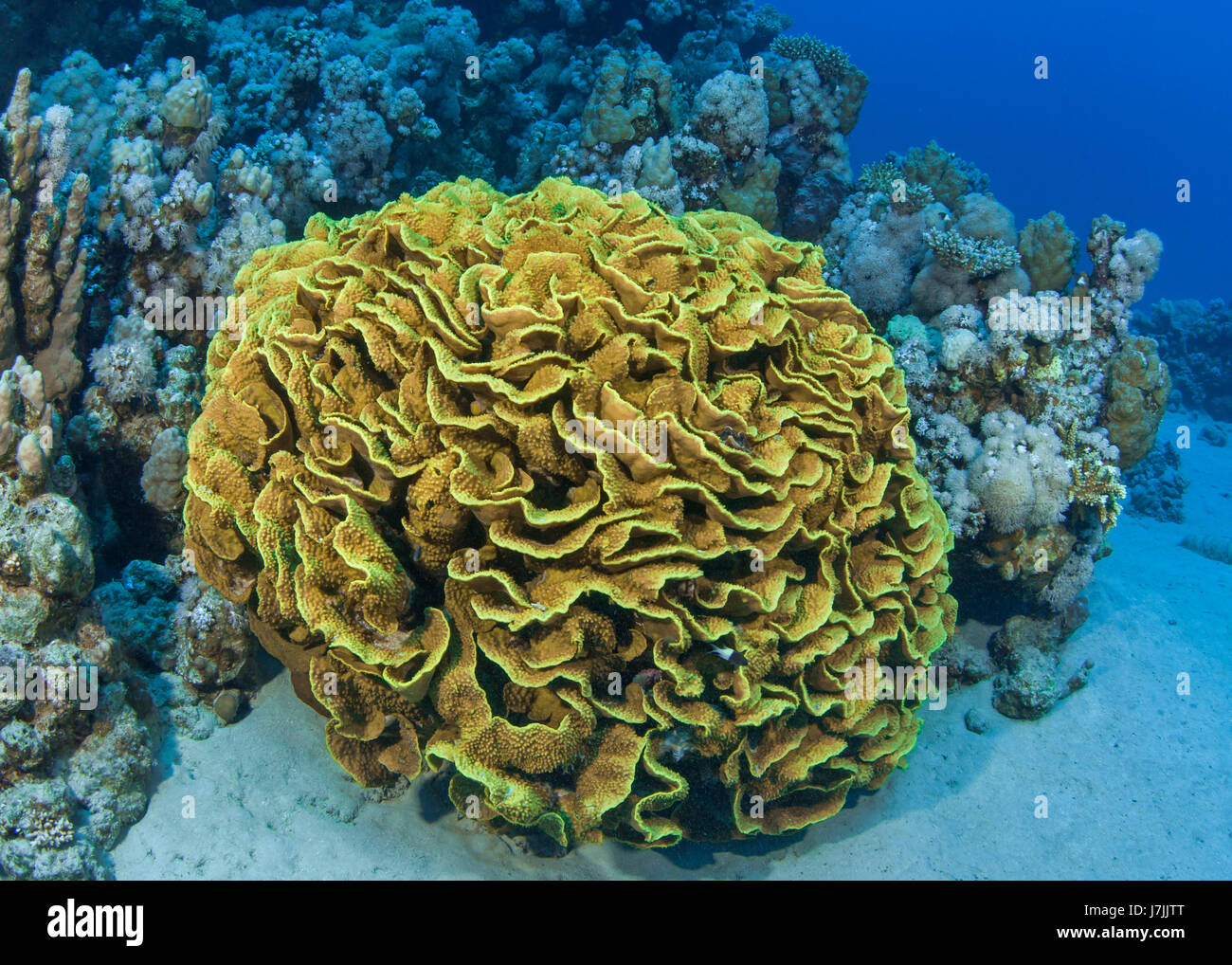 Perfettamente formati di lattuga di colonie di corallo di sabbia sul mare piano tra gli altri abitanti della barriera corallina. Mar Rosso, Egitto. Foto Stock