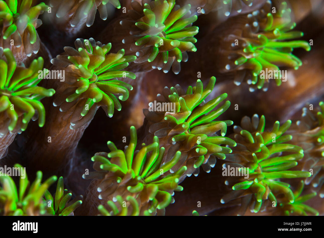 Chiudere l immagine di polipi fluorescente della star di coralli duri. Komodo, Indonesia. Foto Stock