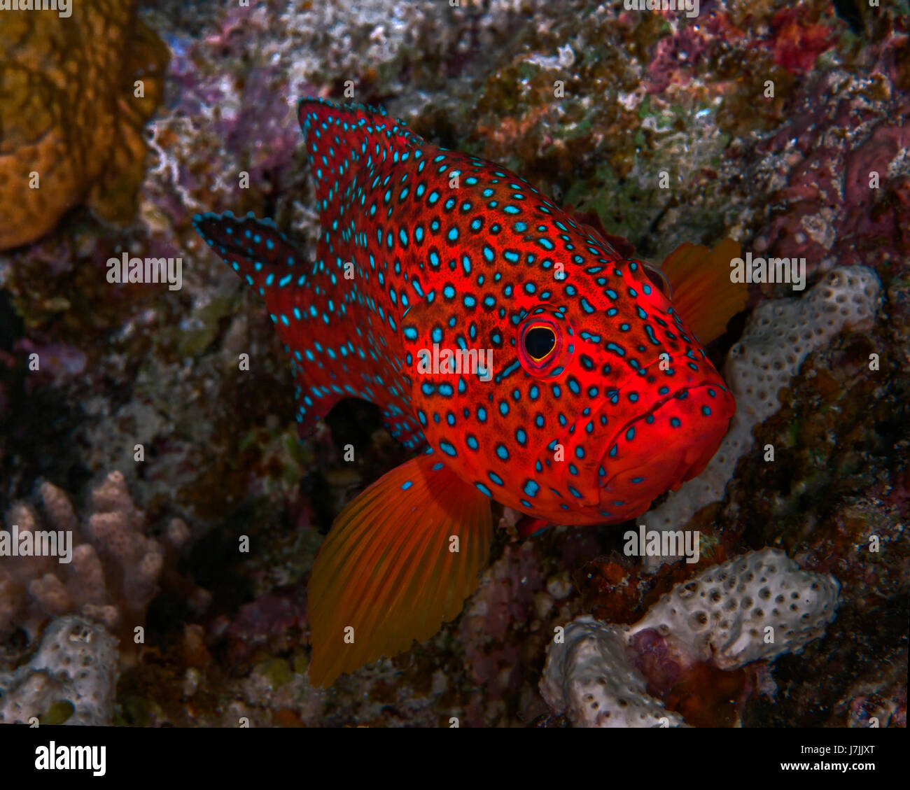 Cernia Bluespotted coetanei dalla sua tana in la barriera corallina. Foto Stock