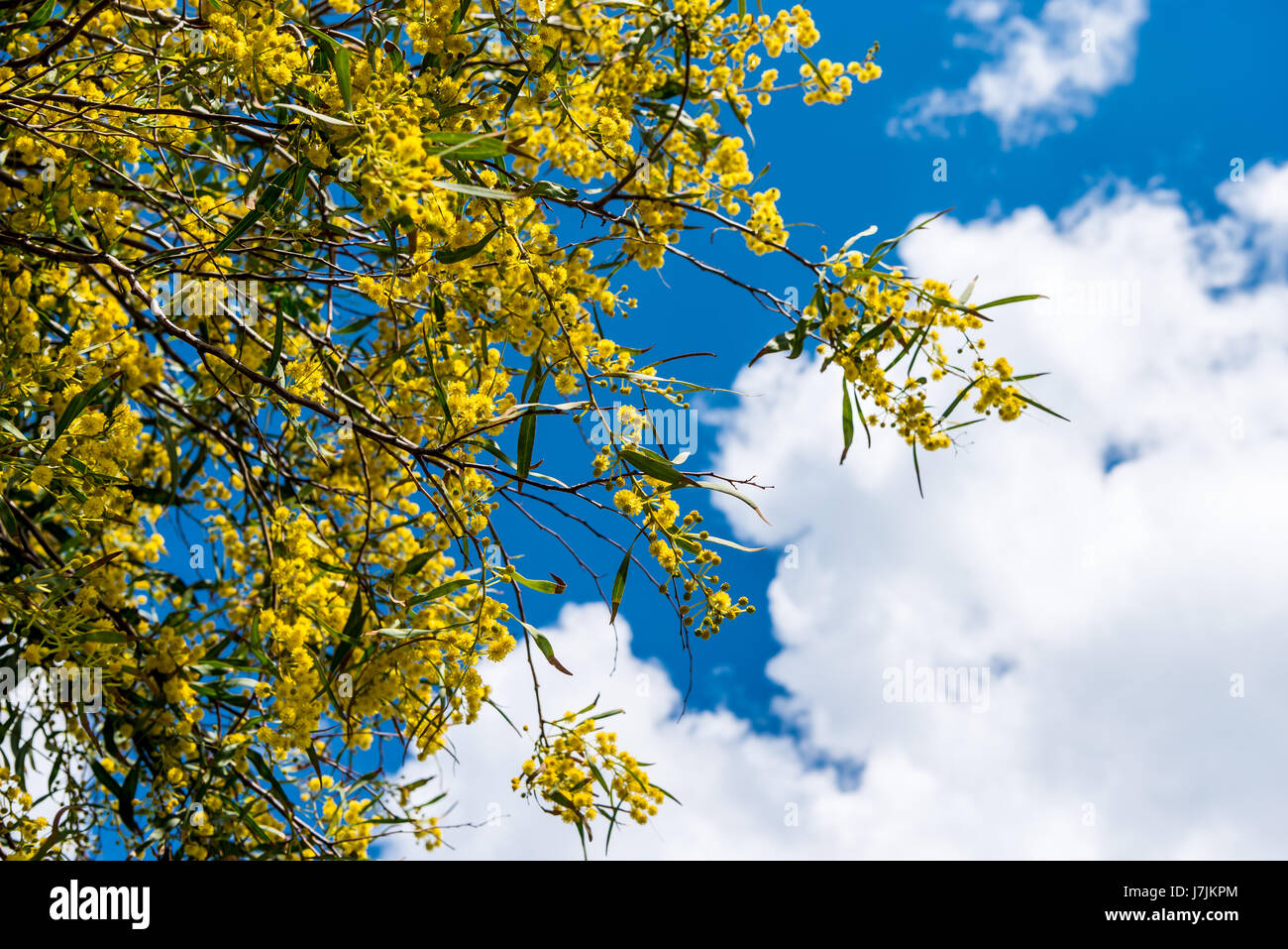 Giallo mimosa tree Foto Stock