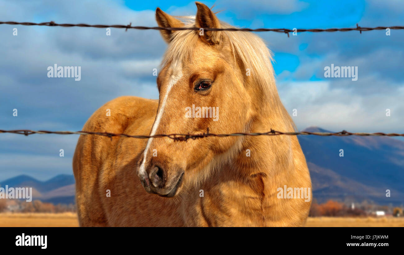 Bel primo piano per un cavallo Foto Stock