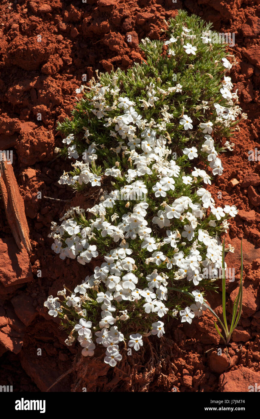 Deserto (Phlox Phlox austromontana) nel sud dello Utah Foto Stock
