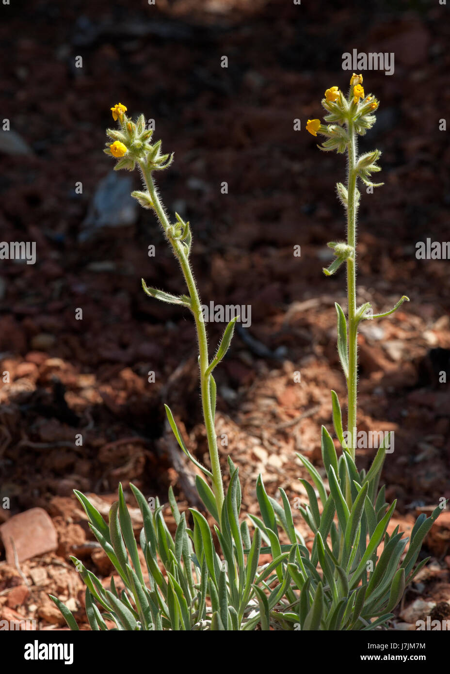 Giallo (Cryptanth Cryptantha flava) cresce vicino a Boulder, Utah Foto Stock