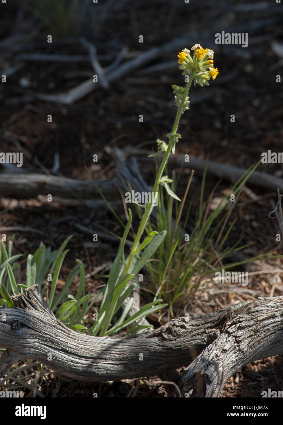 Giallo (Cryptanth Cryptantha flava), un comune di fiori selvaggi visto lungo le strade del sud dello Utah. Foto Stock
