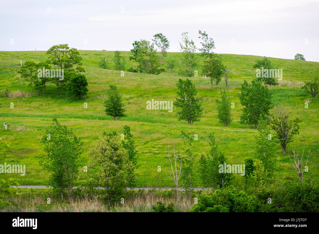 Alberi di volontariato nel Parco Freshkills, ex discarica Freshkills, in Staten Island a New York Sabato, 20 maggio 2017. La discarica è stata ufficialmente chiuso il 22 marzo 2001, che è stato inaugurato nel 1947 ed è in procinto di essere convertito nel 2200 acri di parco Freshkills, un processo dovrebbe prendere almeno trenta anni. I tumuli di discariche sono state o sono in procinto di essere chiusa e la vegetazione è in crescita. Parchi di New York e il Parco Freshkills Alliance hanno fornito l'accesso per la produzione di questa illustrazione. (© Richard B. Levine) Foto Stock