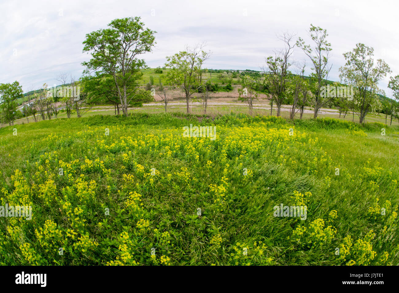 Parco Freshkills, ex discarica Freshkills, in Staten Island a New York Sabato, 20 maggio 2017. La discarica è stata ufficialmente chiuso il 22 marzo 2001, che è stato inaugurato nel 1947 ed è in procinto di essere convertito nel 2200 acri di parco Freshkills, un processo dovrebbe prendere almeno trenta anni. I tumuli di discariche sono state o sono in procinto di essere chiusa e la vegetazione è in crescita. Parchi di New York e il Parco Freshkills Alliance hanno fornito l'accesso per la produzione di questa illustrazione. (© Richard B. Levine) Foto Stock