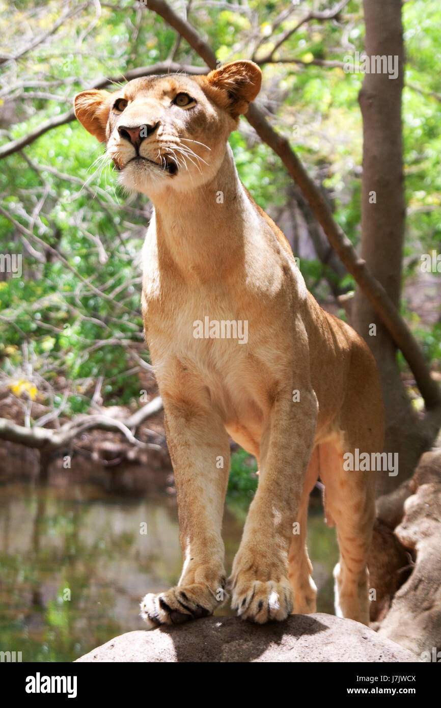 Parco animale mammifero bruno marrone brunette africa lion cat gatto grande gatti Foto Stock