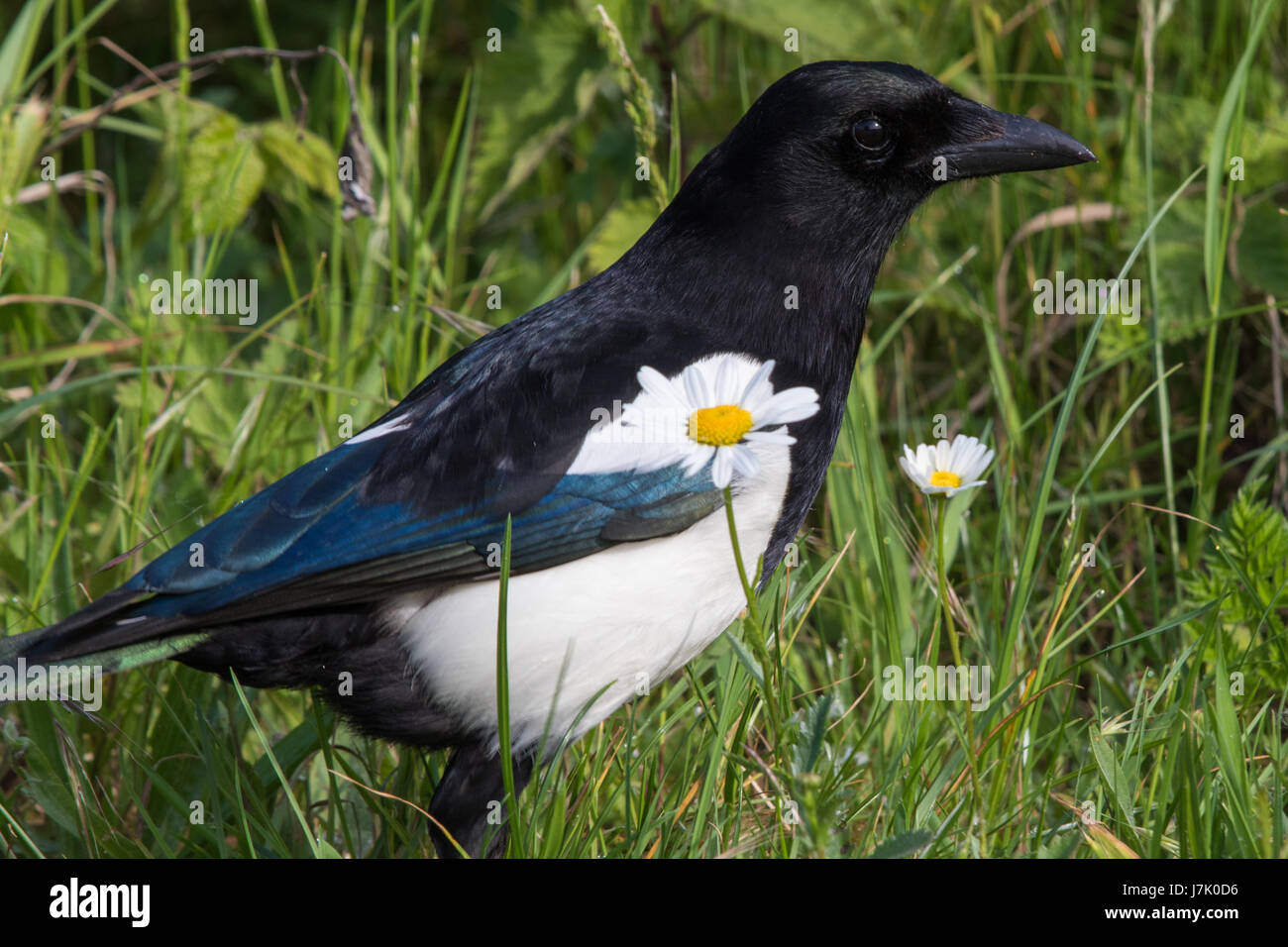Eurasian Gazza (Pica pica) Foto Stock