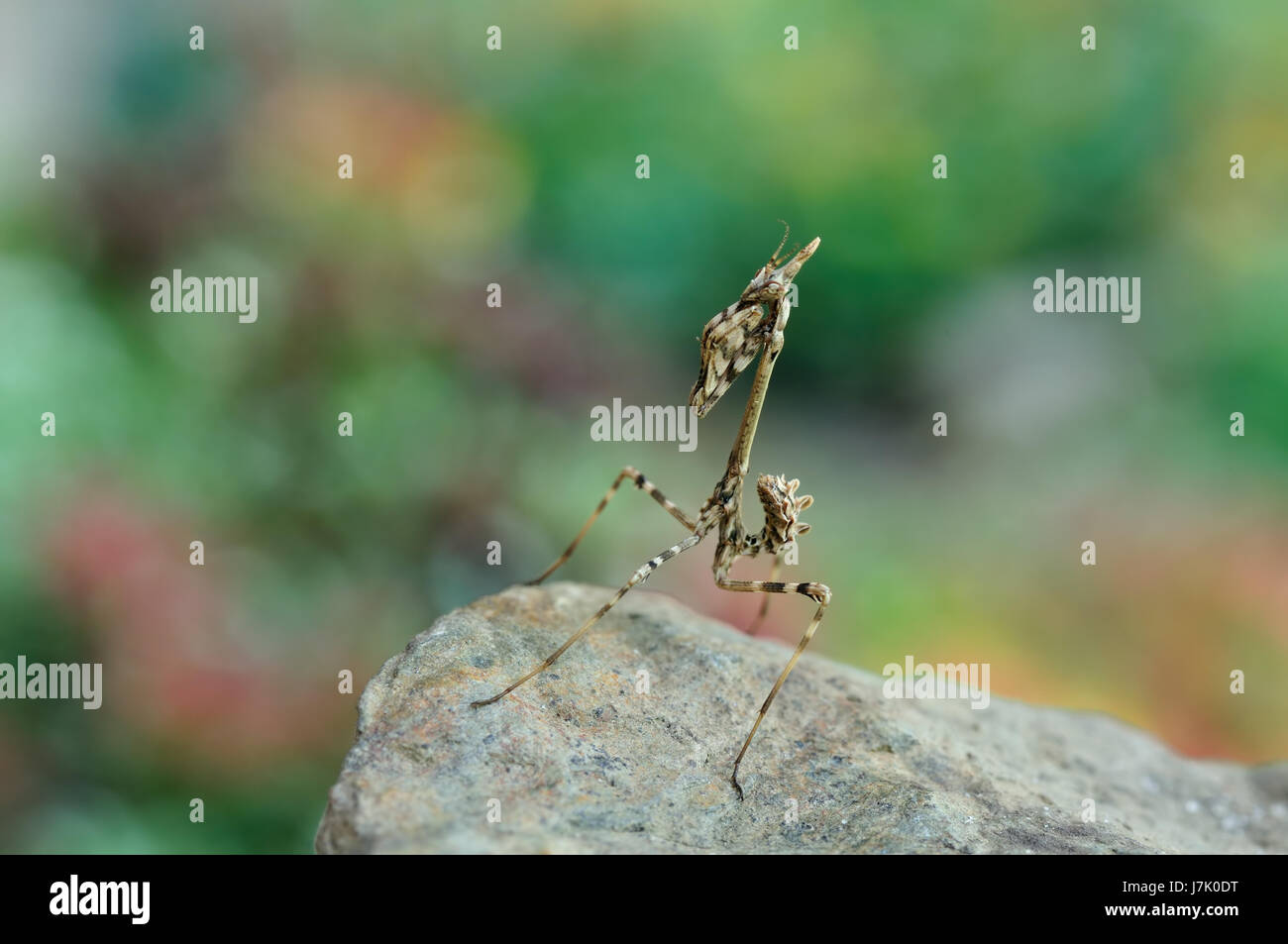 Insetti animali macro close-up di ammissione macro vista ravvicinata di insetto di origine animale Foto Stock
