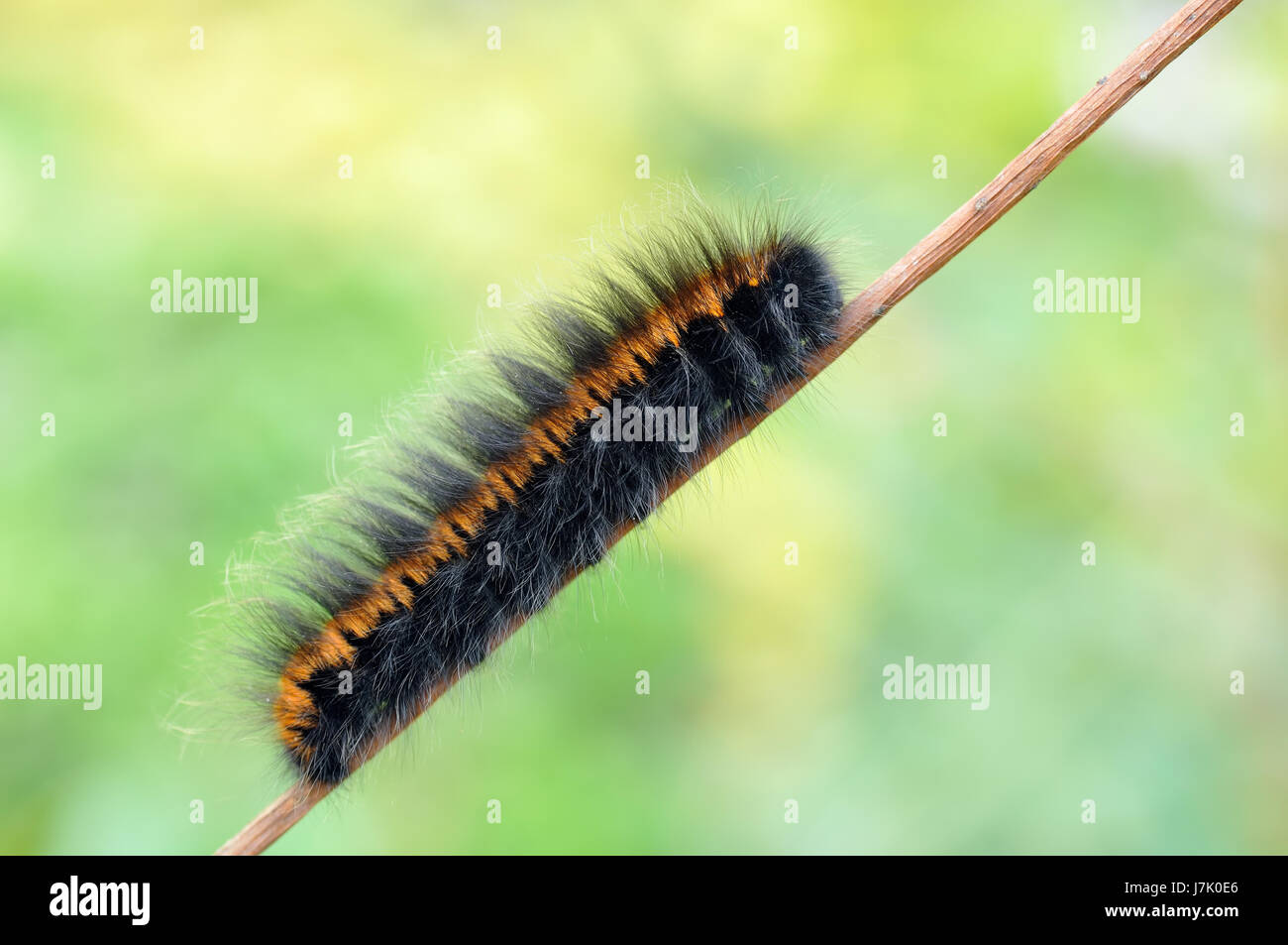 Animale caterpillar insetto larva macro close-up di ammissione macro vista ravvicinata Foto Stock