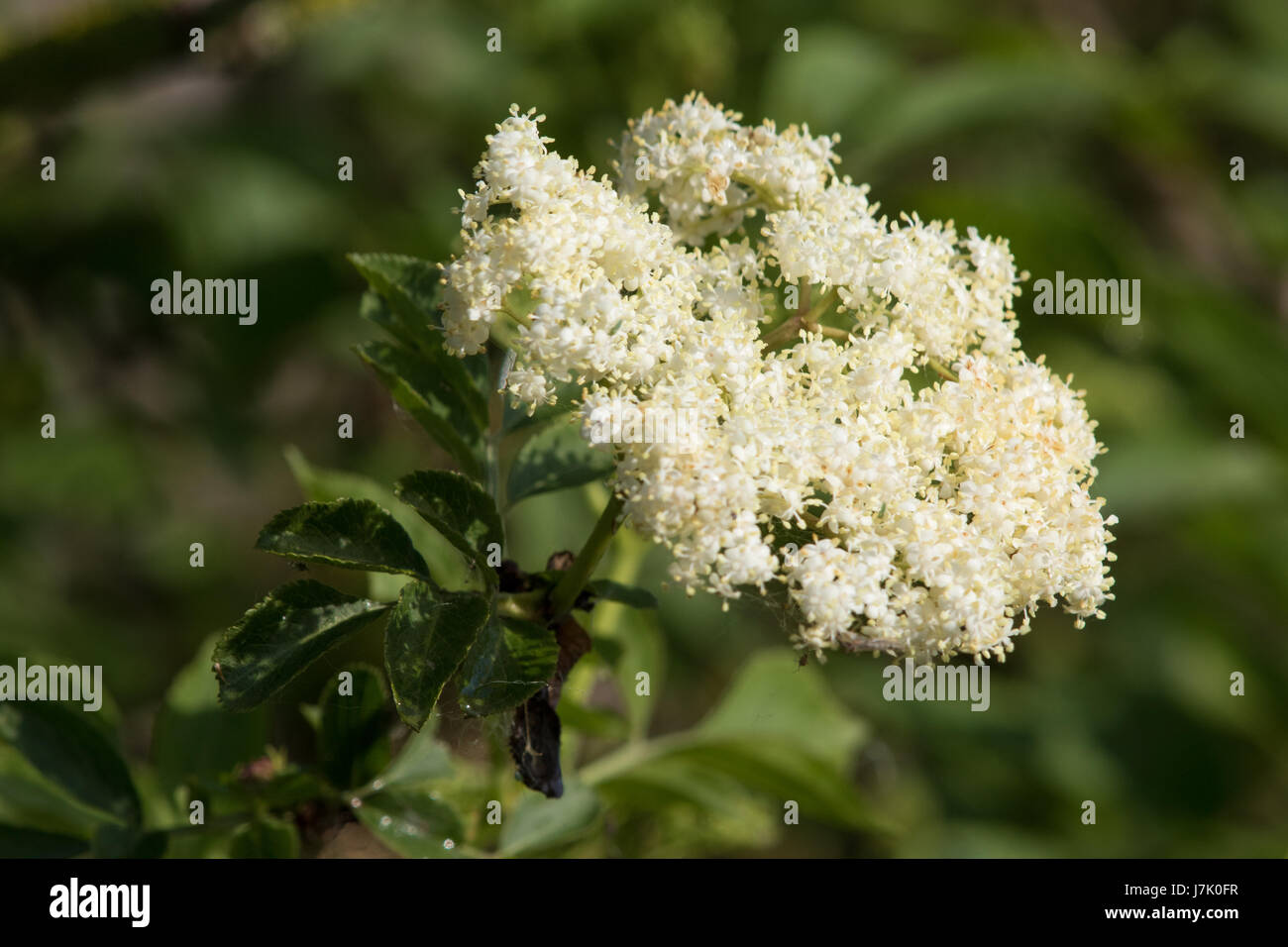 Di sambuco (Sambucus nigra) Fiori Foto Stock