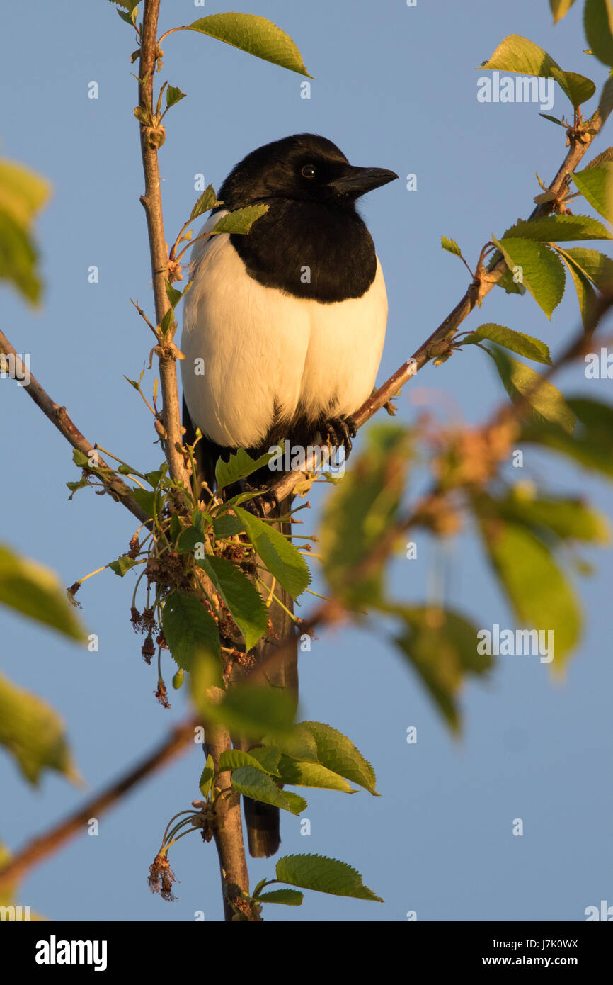 Eurasian Gazza (Pica pica) Foto Stock