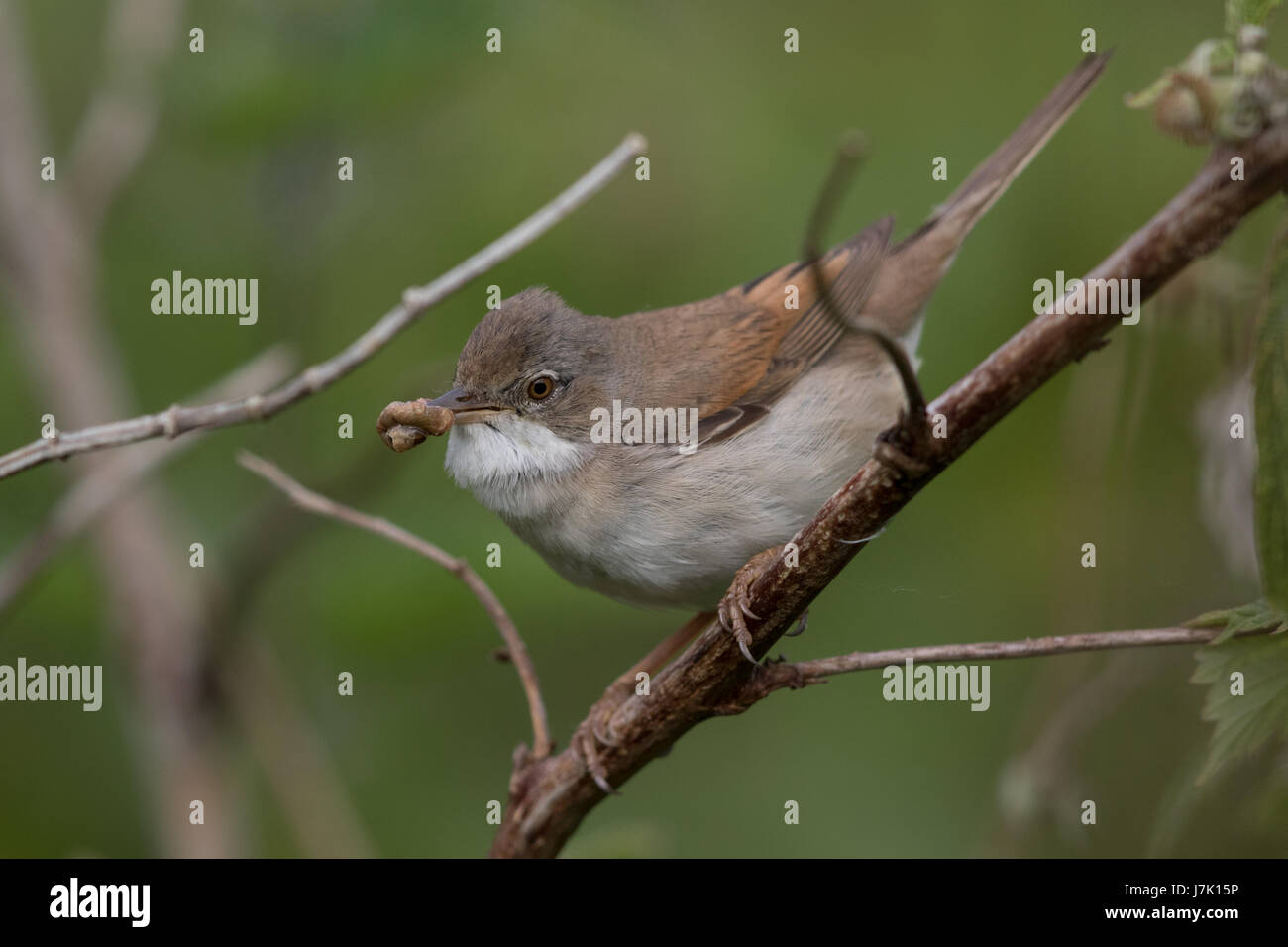 Femmina Whitethroat comune (Sylvia communis) portano il cibo per i suoi nidiacei Foto Stock