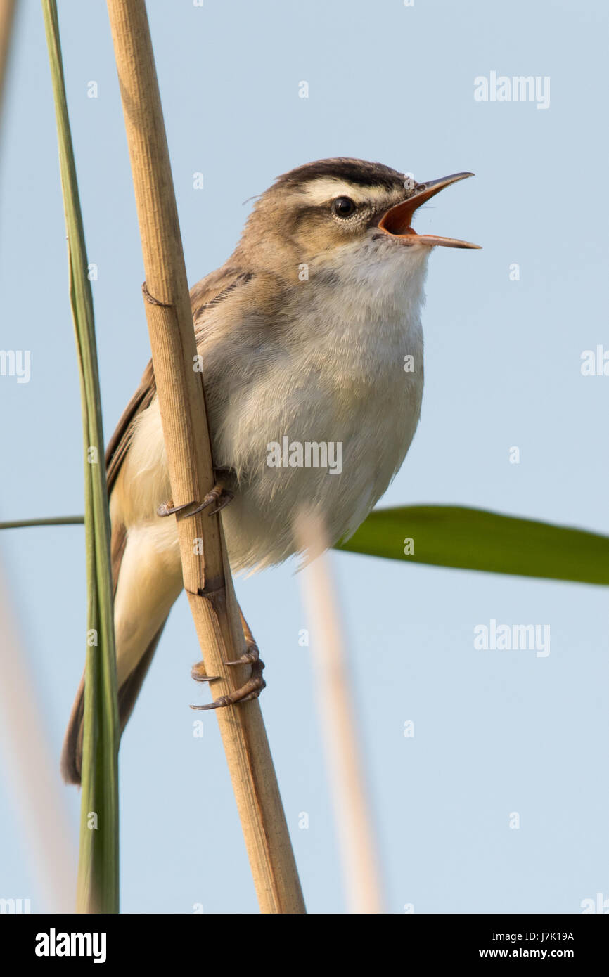 Il canto Sedge trillo (Acrocephalus schoenobaenus) Foto Stock