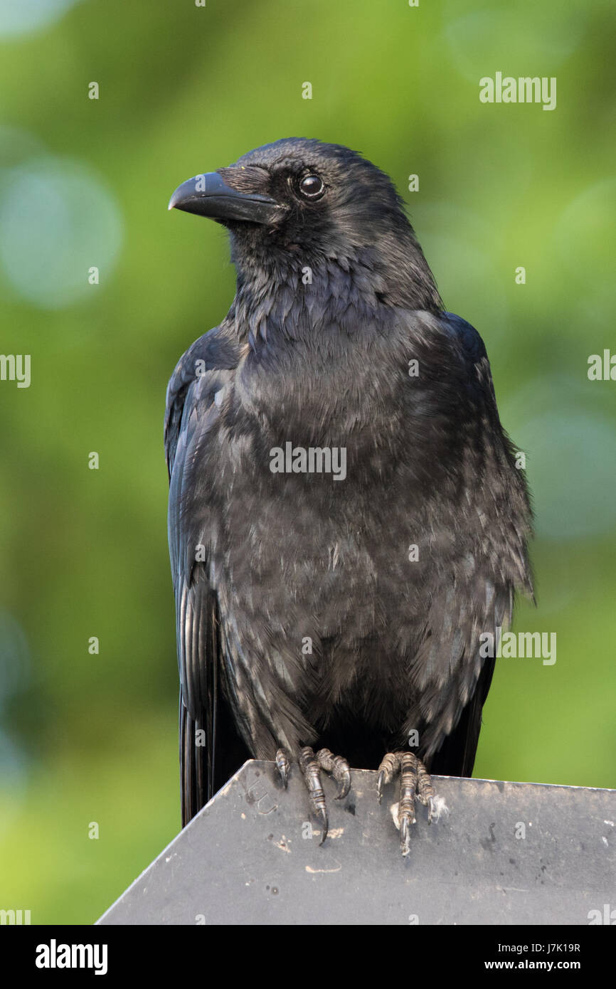 Carrion Crow (Corvus corone) Foto Stock