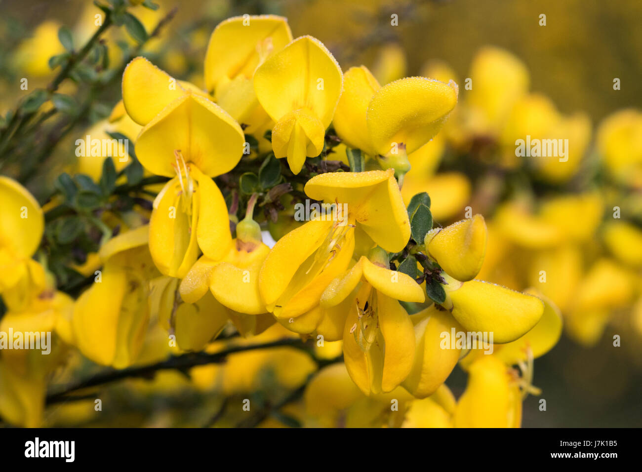 Scopa (Cytisus scoparius) Foto Stock