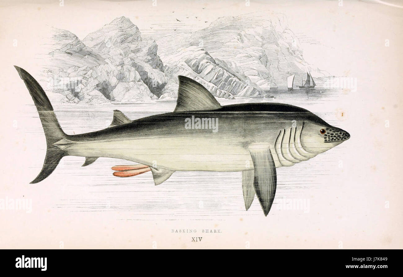 Lo squalo elefante, descritto per la prima volta da Jonathan Couch nel XIX secolo, è una grande specie marina nota per la sua natura docile e le abitudini di alimentazione dei filtri. Presente negli oceani temperati, questa specie è riconosciuta per le sue dimensioni e il suo comportamento lento. Foto Stock