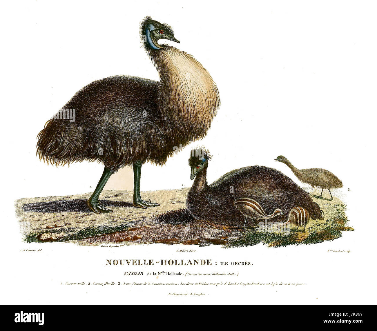 Casuarius bennetti, noto anche come cassowary di Bennett, è un grande uccello senza volo originario delle foreste pluviali della nuova Guinea. È conosciuta per il suo sorprendente piumaggio blu e nero e per la sua particolare casca. Foto Stock