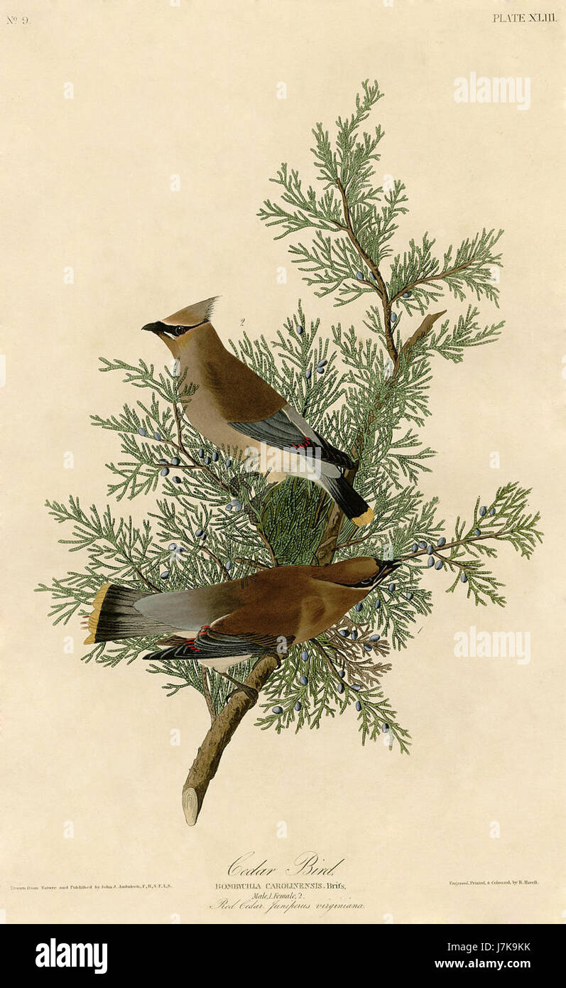 Il Cedar Bird, noto anche come la cera boema, è una specie di uccelli colorati raffigurata da John James Audubon. È noto per il suo caratteristico piumaggio e il suo comportamento migratorio, spesso presente nelle foreste di conifere. Foto Stock