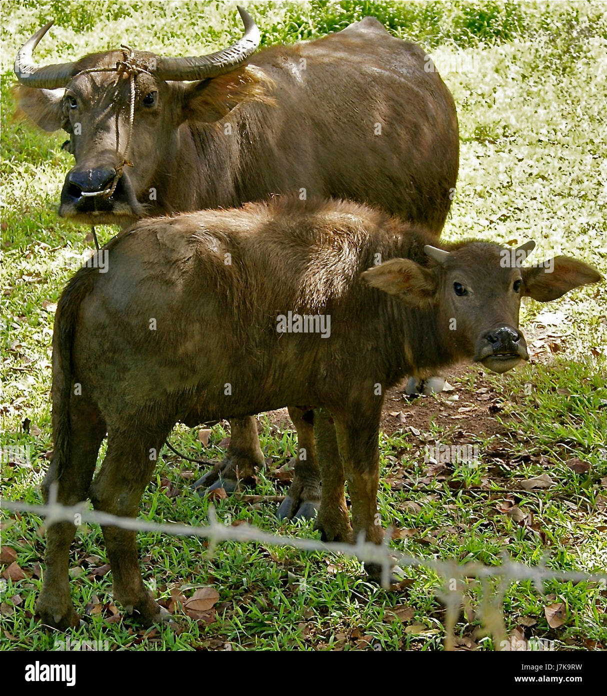 Un record di viaggio o una fotografia del febbraio 2011 che documenta un viaggio da Puerto Princesa a Nasiduan, mostrando i paesaggi e la cultura delle Filippine. Foto Stock