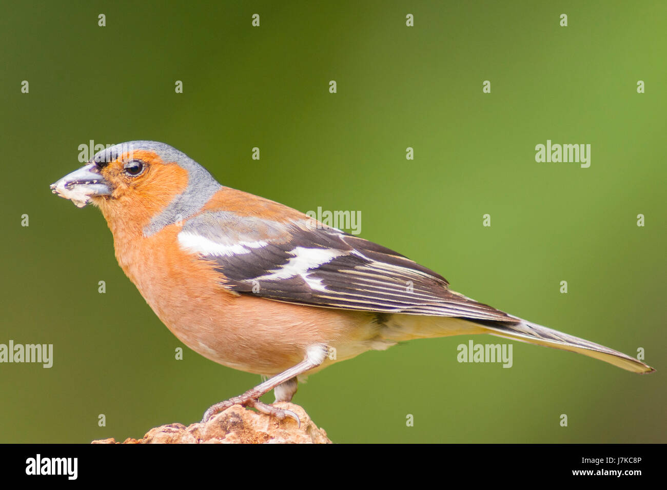 Un maschio (fringuello Fringilla coelebs) nel Regno Unito Foto Stock