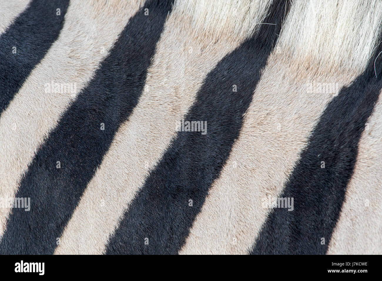 Zebra di Burchell (Equus quagga burchellii), Burchell's Zebra Foto Stock