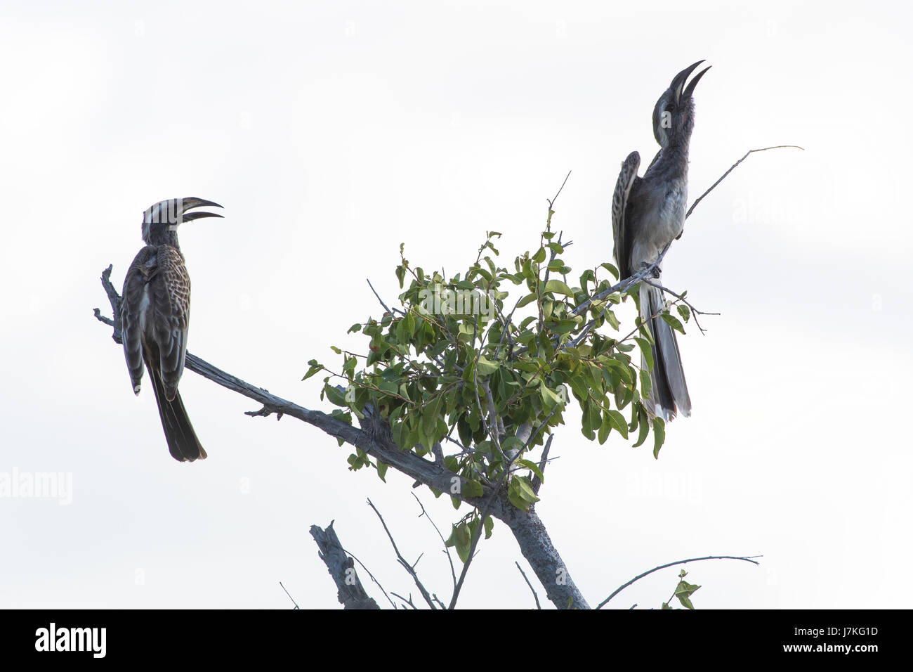 Nasutus Lophoceros, africano grigio Hornbills Foto Stock