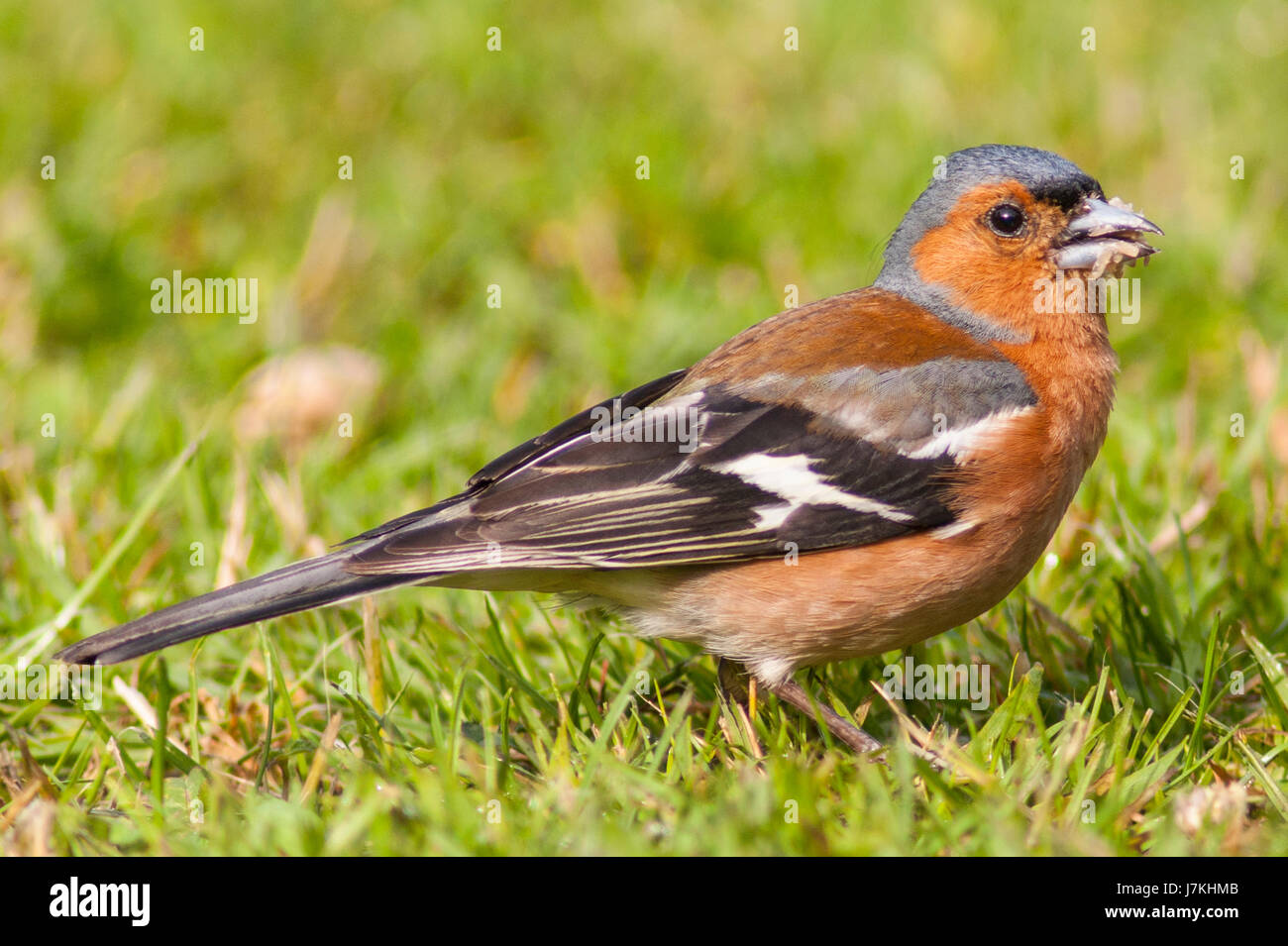 Un maschio (fringuello Fringilla coelebs) nel Regno Unito Foto Stock