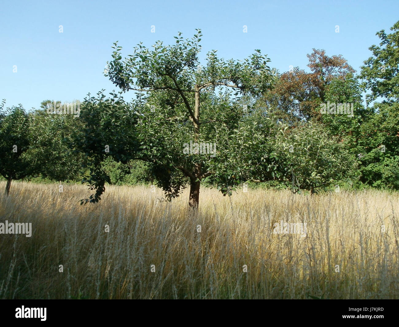 Streuobstwiese a Ketsch si riferisce a un frutteto o a un campo gestito dalla comunità, una pratica agricola tradizionale in Germania. Questa immagine potrebbe mostrare il paesaggio o le attività legate alla coltivazione della frutta nel 2011. Foto Stock