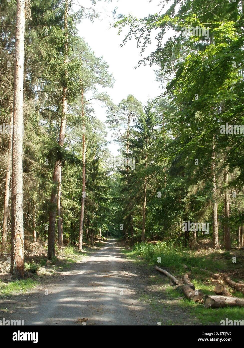 Questo titolo si riferisce a un evento o a un luogo collegato a Schwetzinger Hart, una riserva naturale o una zona boschiva in Germania, con data di riferimento del 30 giugno 2011. Può implicare uno studio specifico o un'attività di conservazione presso il sito. Foto Stock
