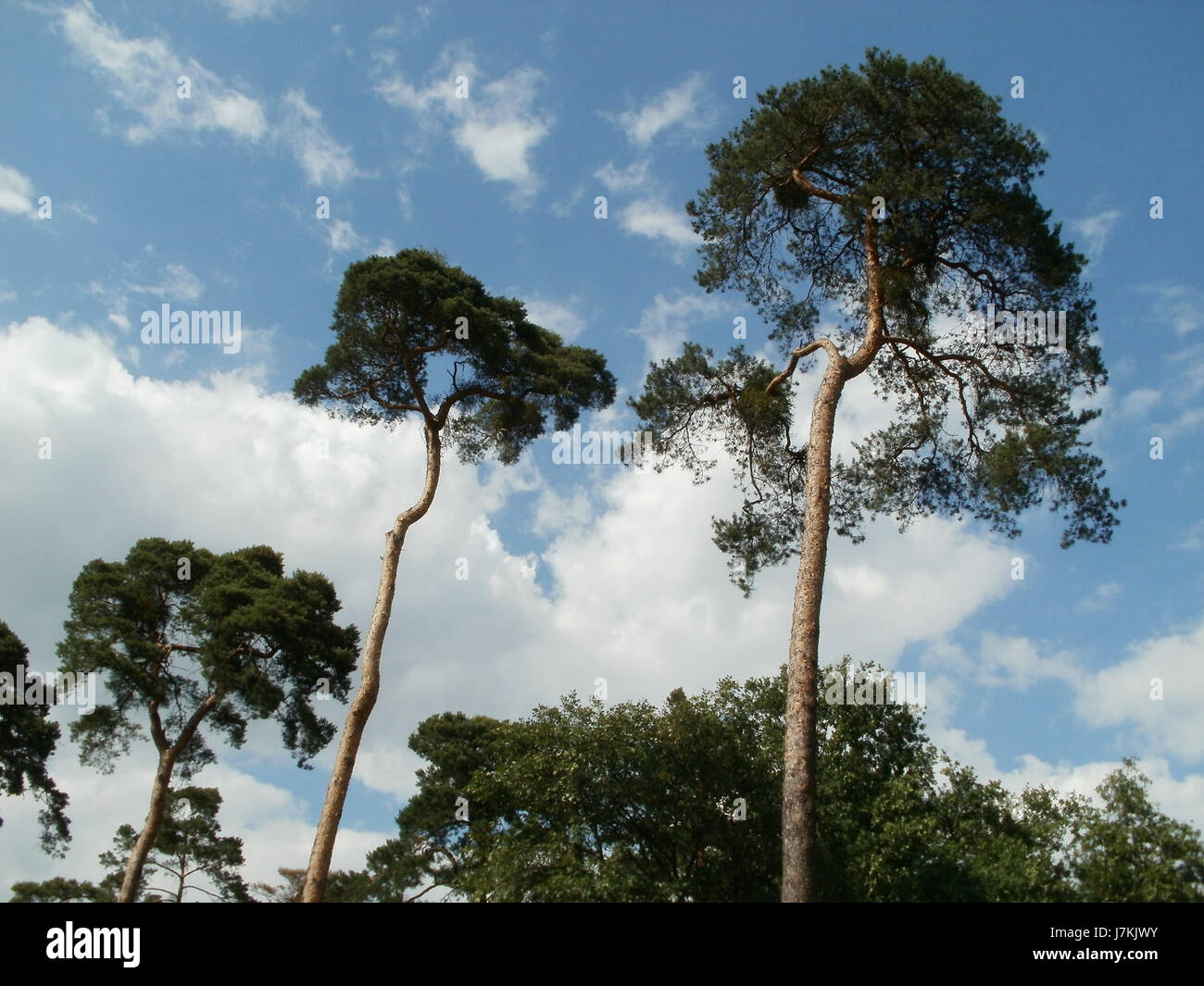 Questa immagine del 30 giugno 2011 cattura Schwetzinger Hart, un'area conosciuta per il suo significato storico e il paesaggio naturale. La fotografia o il documento possono evidenziare la sua posizione, la topografia o le caratteristiche architettoniche rilevanti per la regione. Foto Stock