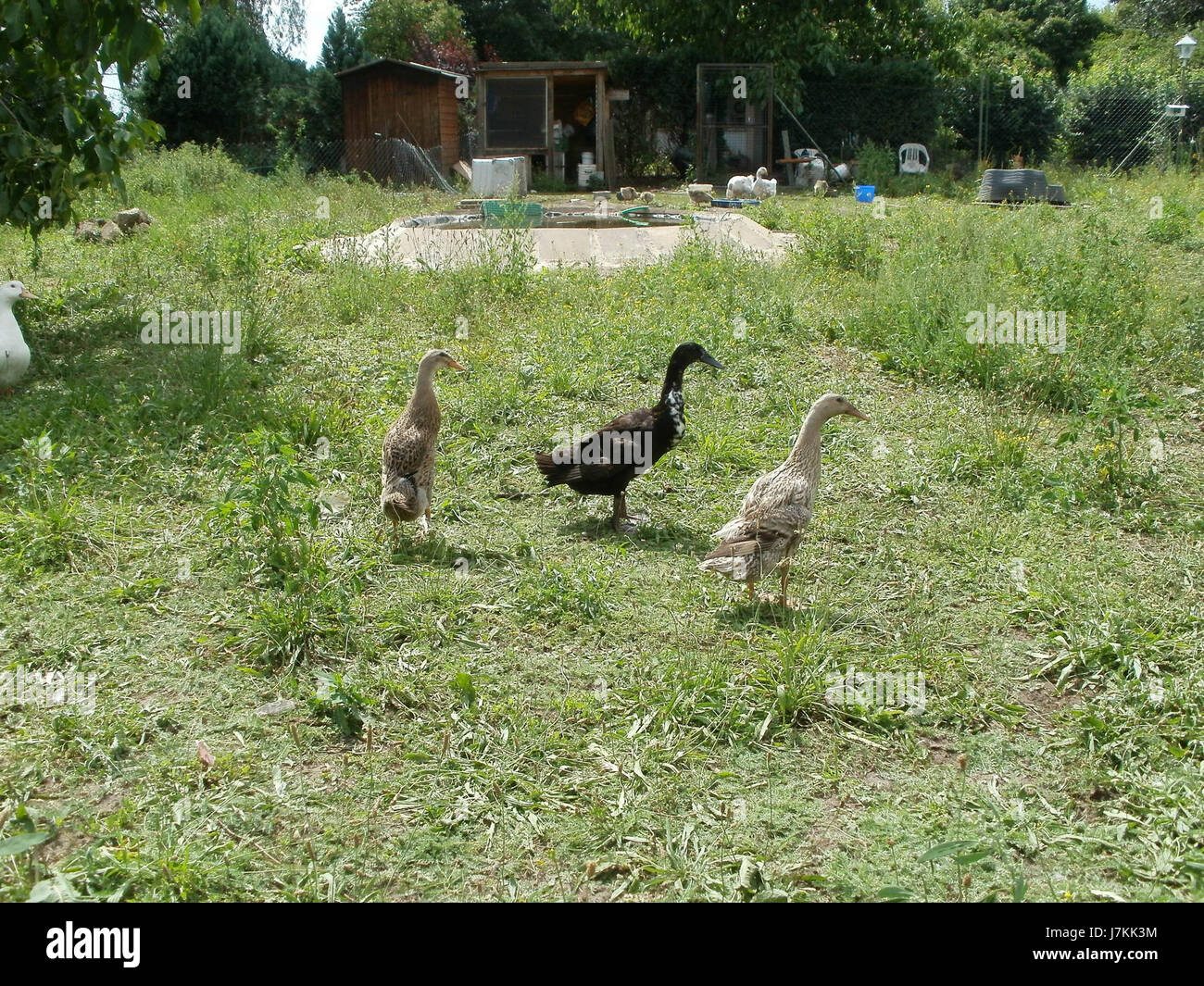 Questa voce si riferisce a un evento specifico o a una mostra relativa a Kleintierzuechter a Hockenheim, Germania, che potrebbe riguardare la riproduzione di piccoli animali o attività correlate. Foto Stock