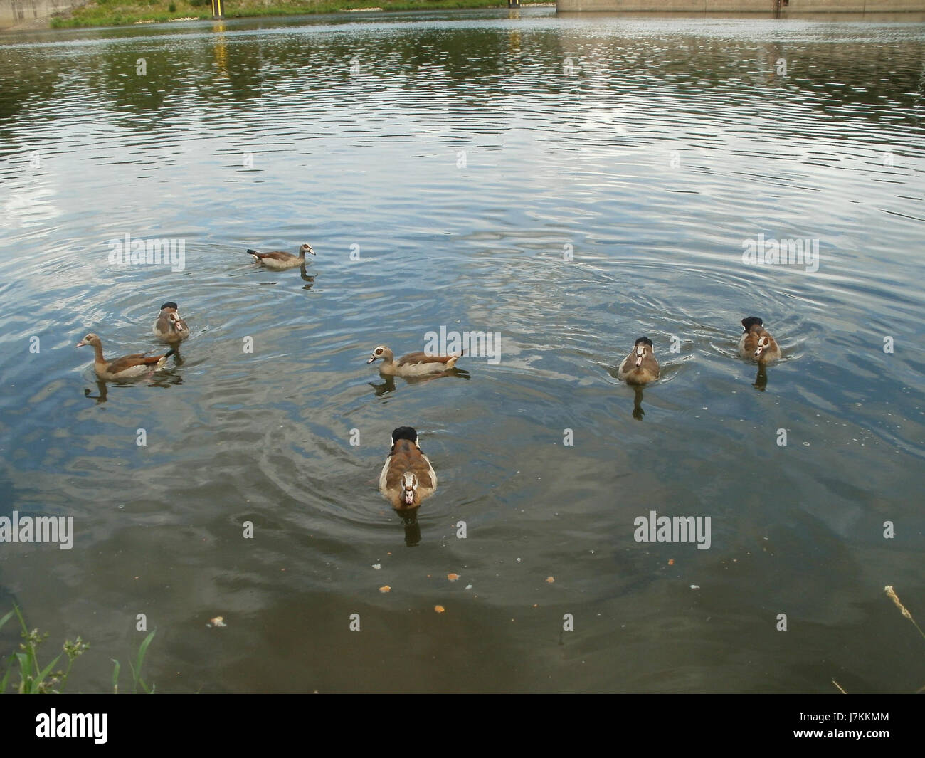 L'aggiornamento dell'accordo di Schengen del 2011 del 9 agosto riguarda lo spazio Schengen, un accordo tra i paesi europei volto a consentire la libera circolazione attraverso le frontiere. Il presente aggiornamento affronta le modifiche e le normative relative ai controlli alle frontiere, garantendo la sicurezza e l'integrità dello spazio Schengen, mantenendo al contempo frontiere aperte per il commercio e i viaggi all'interno dei paesi membri. Foto Stock