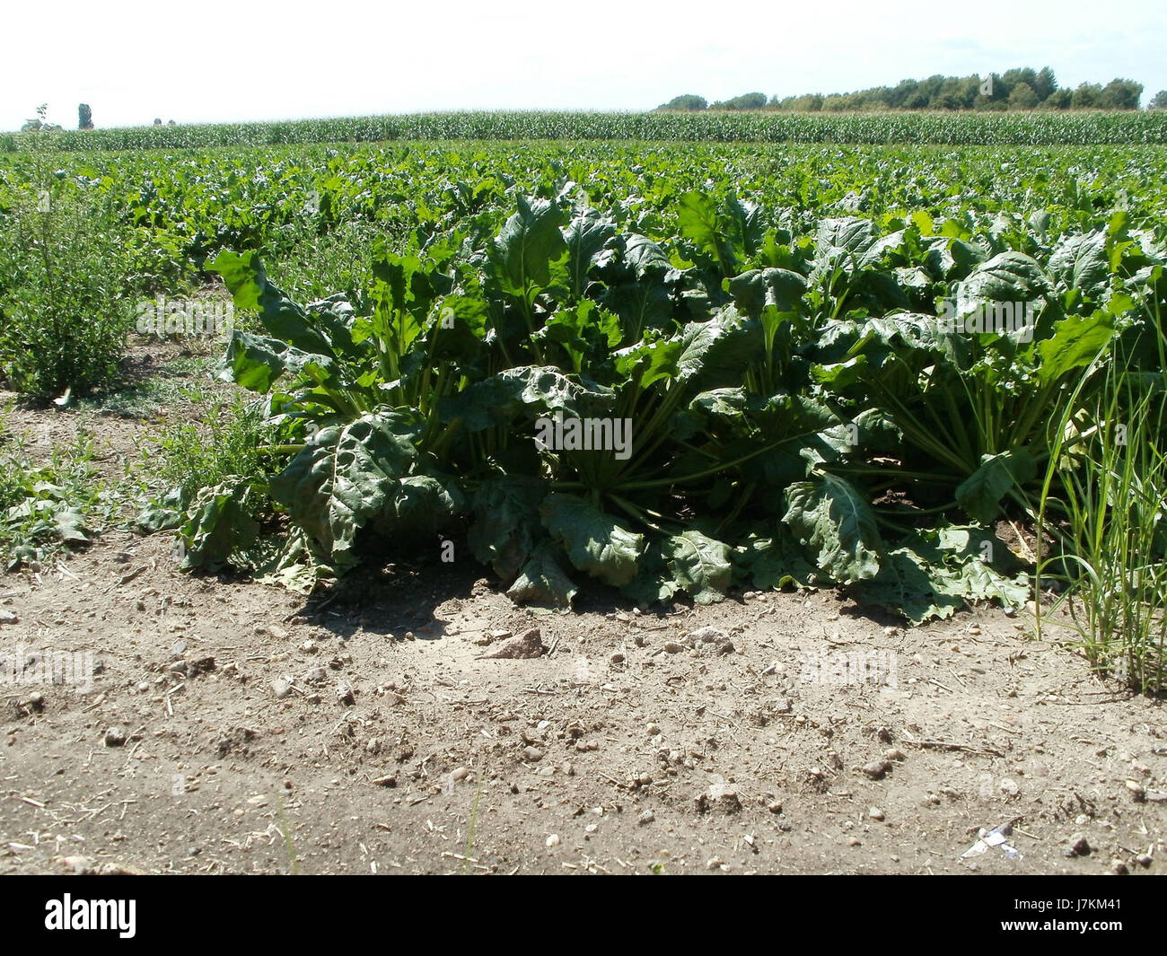 Il ZuckerrÃ¼benfeld vicino a Hockenheim, raffigurato nella fotografia del 2011, mostra un campo di barbabietole da zucchero. È un punto di riferimento agricolo nella regione, rappresentando le pratiche agricole locali e la produzione agricola della zona. Foto Stock