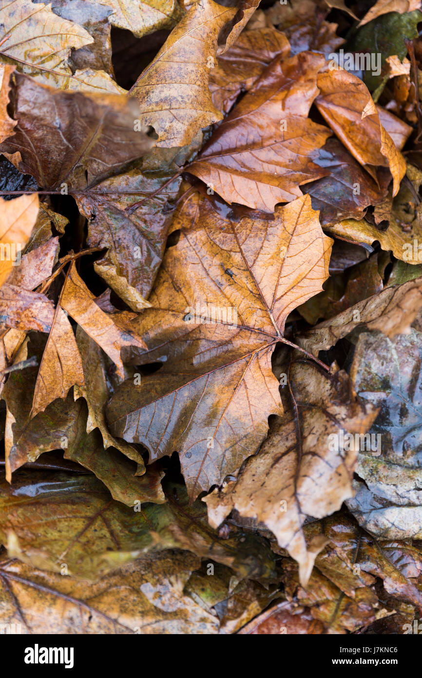 Colorato Foglie di autunno sul terreno. Foto Stock