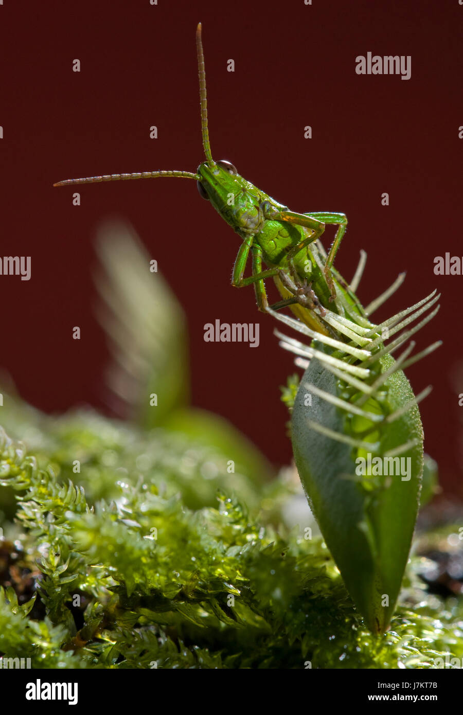 Grasshopper insectivore trappola insettivori carnivori di Venere stella della sera Foto Stock