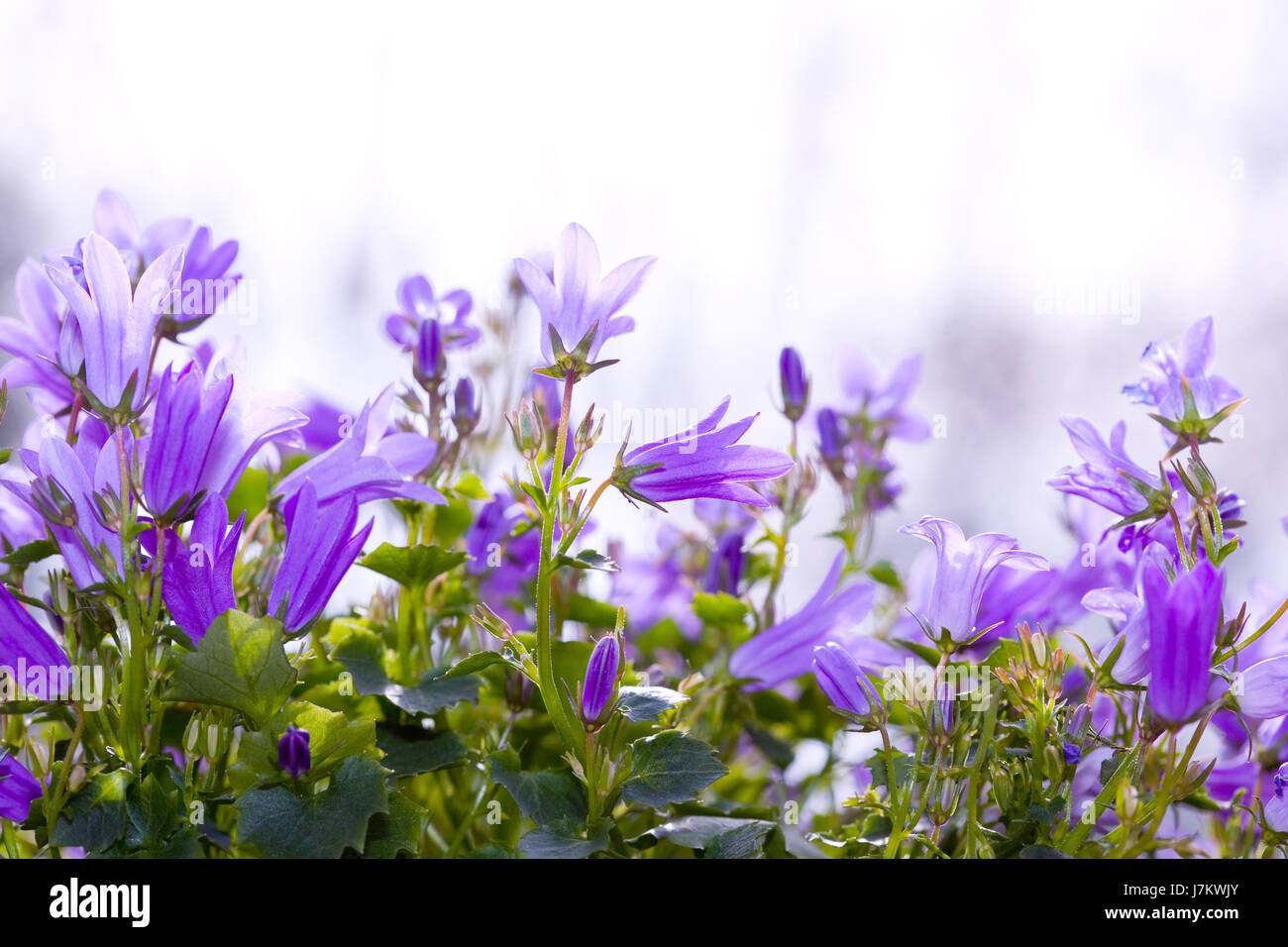 Giardino di piante e fiori bloom blossom fiorire fiorente la campanula blu floreale Foto Stock
