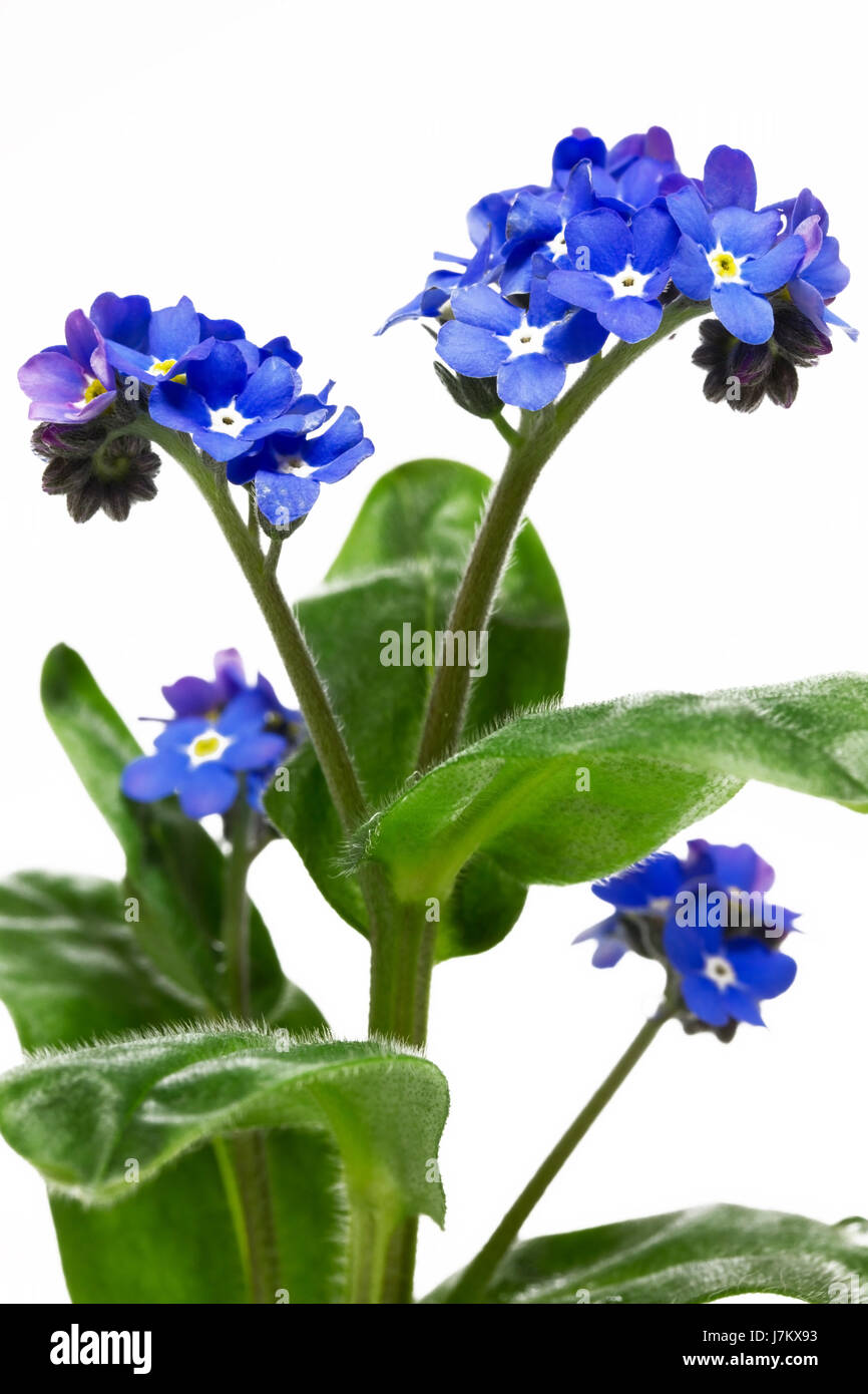 Blu fiore pianta bloom blossom fiorire fiorente la mia non dimenticare-me-non Foto Stock