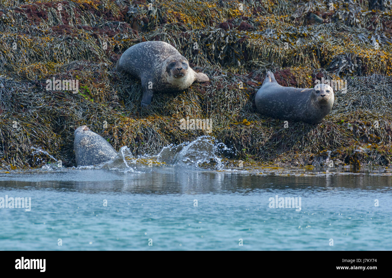 Le guarnizioni di tenuta comune off la isola di Coll Scozia Scotland Foto Stock