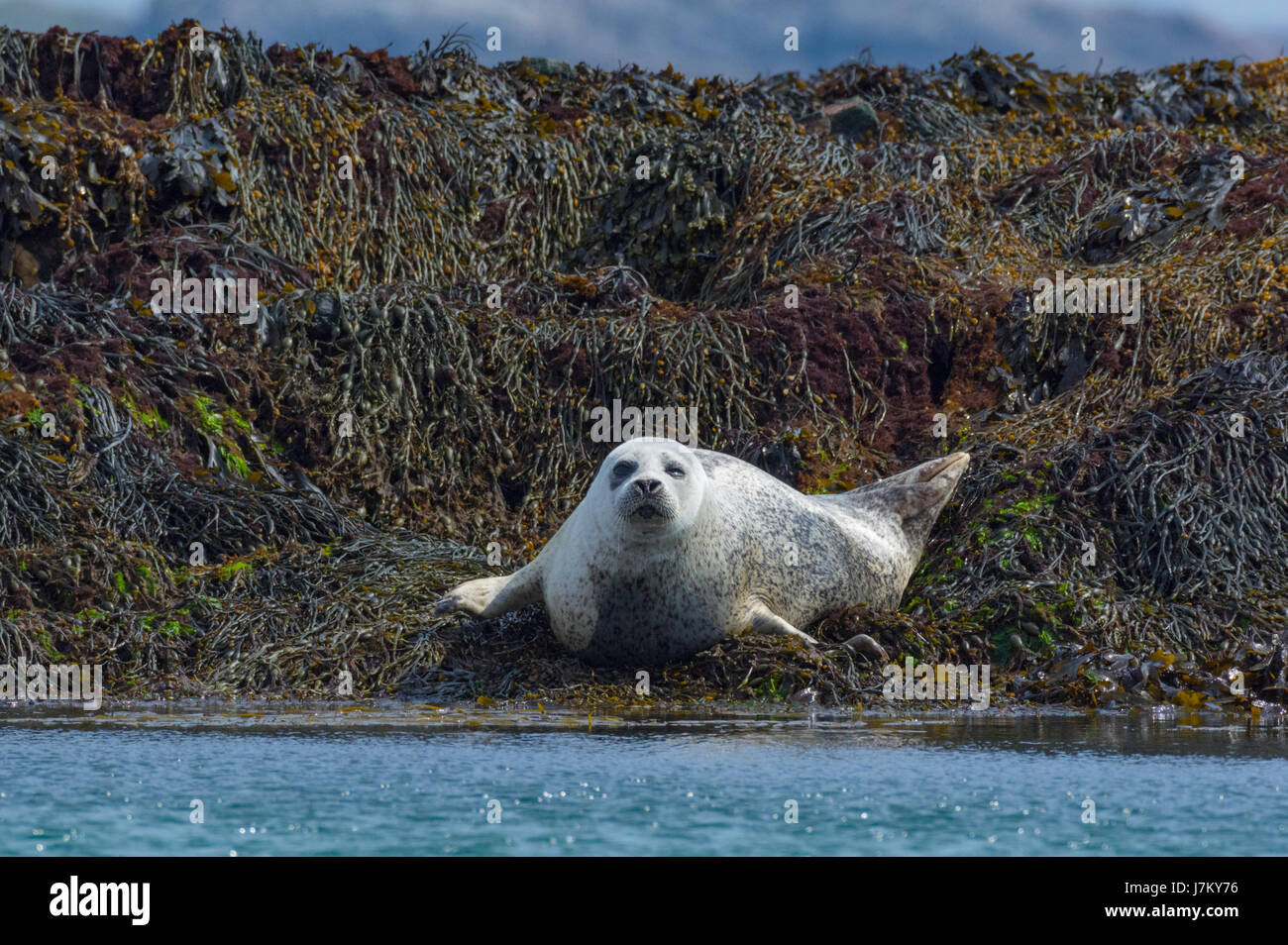 Le guarnizioni di tenuta comune off la isola di Coll Scozia Scotland Foto Stock