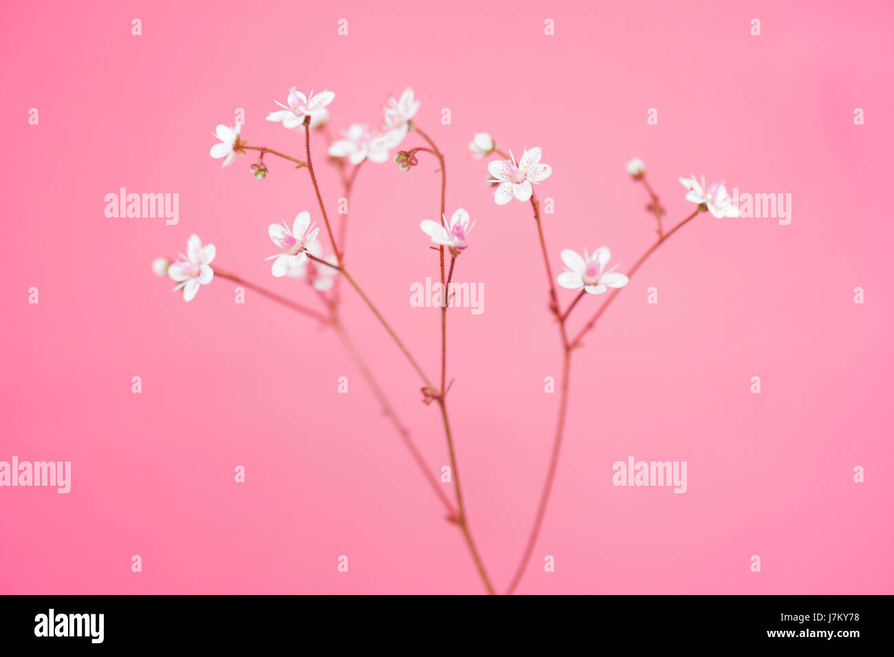 Minuscoli Fiori su fondo rosa Foto Stock