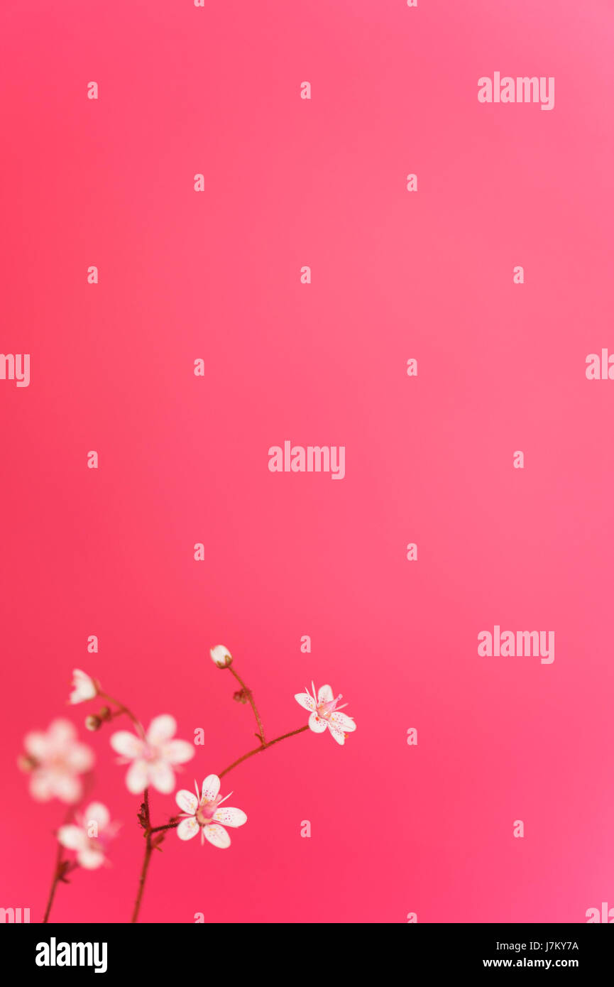 Minuscoli Fiori su fondo rosa Foto Stock