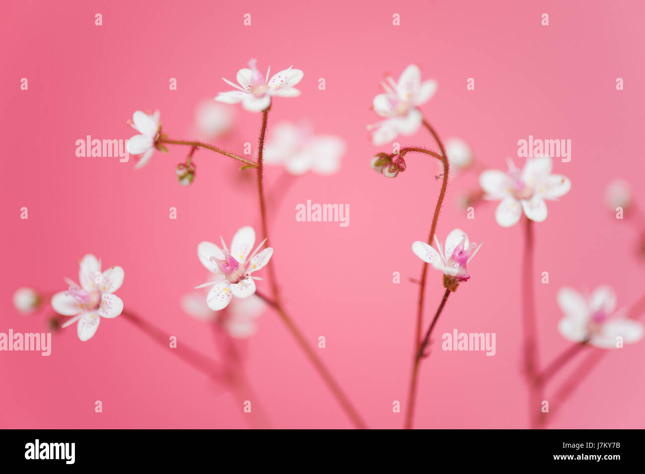 Minuscoli Fiori su fondo rosa Foto Stock